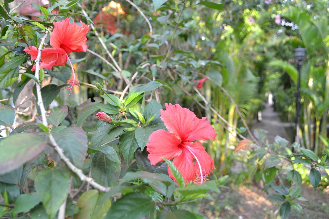 סיאם ריפ Nature Boutique Residence מראה חיצוני תמונה